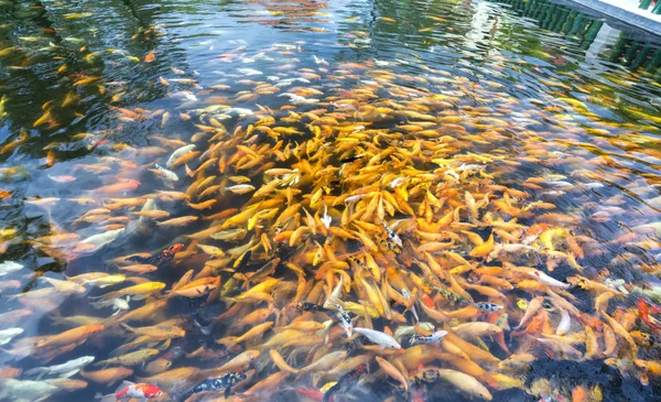 池のカラフルな鯉や派手な鯉の魚のグループ 彼らは食べ物のために人間が遊ぶ列を水の中で滑る それは魂をリラックスする方法としてそれらを見て興味深かった — ストック写真