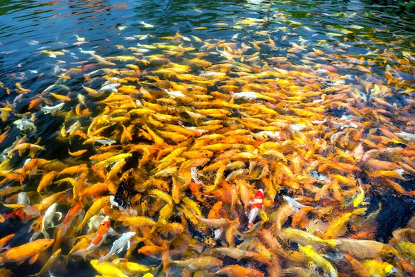 Carpa Koi Colorido Grupo Peixes Carpa Fantasia Lagoa Eles Deslizam — Fotografia de Stock