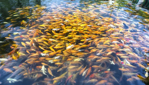 Carpa Koi Colorata Gruppo Pesci Carpa Fantasia Stagno Scivolano Acqua — Foto Stock