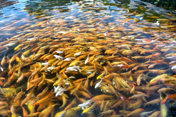 Colorful koi carp or fancy carp fish group in pond. They glide in water a row playing whenever humans for food, it was interesting to watch them as a way to relax soul