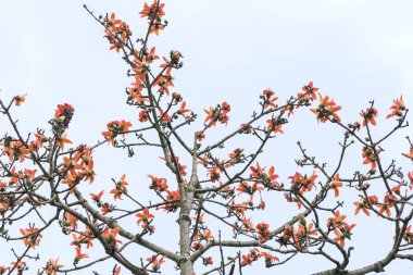 Güzel Bombax Ceiba çiçek ilkbaharda çiçek açar. Bu çiçek iltihabı tedavi etmek için bir ilaç olarak çalışır, detoksifikasyon, antiseptik, kan dolaşımı insan sağlığı için çok yararlıdır