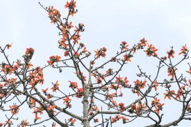 The beautiful Bombax Ceiba flower blooms in spring. This flower works as a medicine to treat inflammation, detoxification, antiseptic, blood circulation is very useful for human health clipart