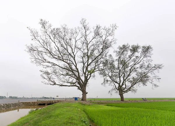 Силуэт Bombax Ceiba Дерево Сельской Местности Вьетнама Красиво Мирно — стоковое фото