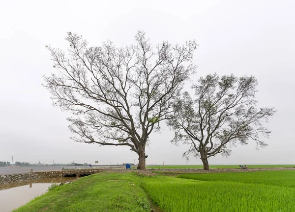 Silhouette Bombax Ceiba Tree Rural Vietnam Beautiful Peaceful — Stock Photo, Image