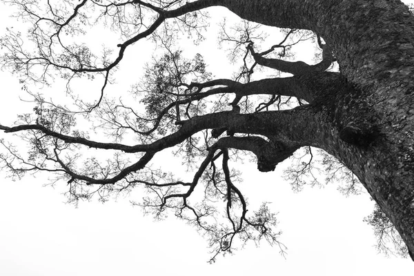 Cabang Pohon Tua Abstrak Dengan Latar Belakang Putih — Stok Foto