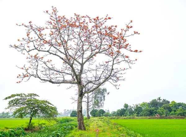 Прекрасное Дерево Bombax Ceiba Расцветает Весной Цветок Работает Лекарство Лечения — стоковое фото