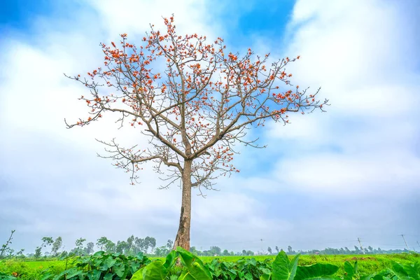 Hermoso Árbol Bombax Ceiba Florece Primavera Esta Flor Funciona Como — Foto de Stock