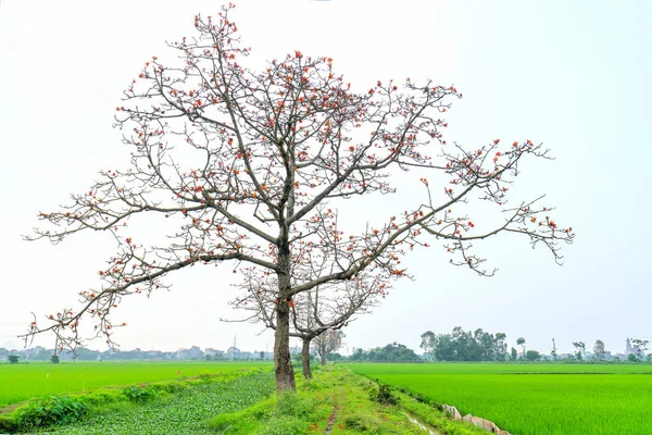 Прекрасное Дерево Bombax Ceiba Расцветает Весной Цветок Работает Лекарство Лечения — стоковое фото