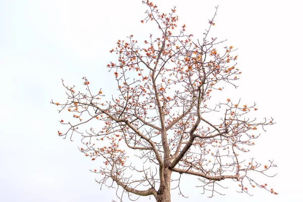 Den Vackra Bombax Ceiba Flower Blommar Våren Denna Blomma Fungerar — Stockfoto