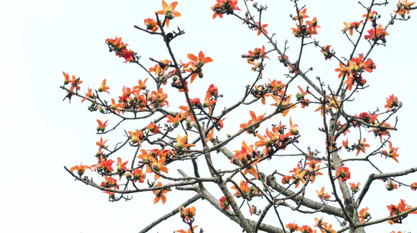Beautiful Bombax Ceiba Flower Blooms Spring Flower Works Medicine Treat — Stock Photo, Image