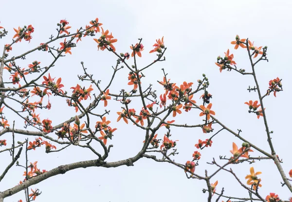 春には美しいボンバックスセイバの花が咲きます この花は 血液循環を治療するための薬として機能し 血液循環は 人間の健康のために非常に有用です — ストック写真