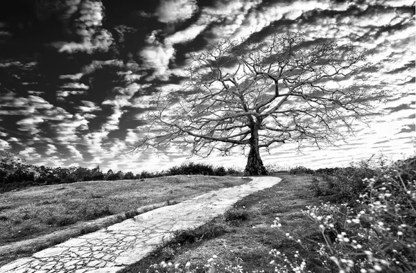 Vägen Till Det Gamla Bombax Ceiba Trädet Med Dramatisk Himmel — Stockfoto