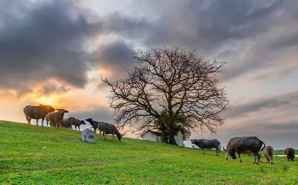 Buffalo Relaxante Comer Grama Lado Santuário Tem Árvores Vários Séculos — Fotografia de Stock