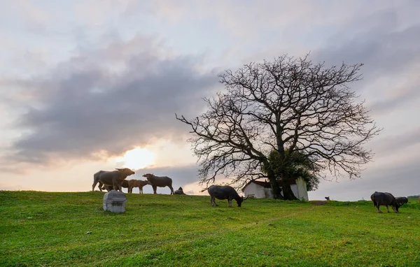Buffalo rahatlatıcı, türbe yanında çim yeme kırsal Vietnam huzurlu çok asırlık ağaçlar var