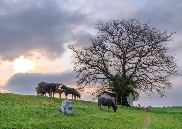 Buffalo Relaxante Comer Grama Lado Santuário Tem Árvores Vários Séculos — Fotografia de Stock