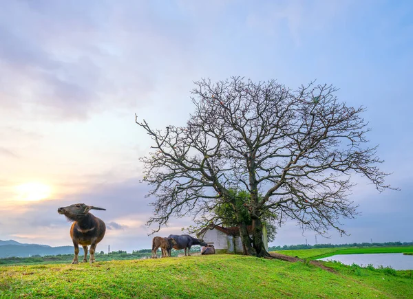 Buffalo Relaxing Eating Grass Next Shrine Have Multi Centuries Old — Stock Photo, Image