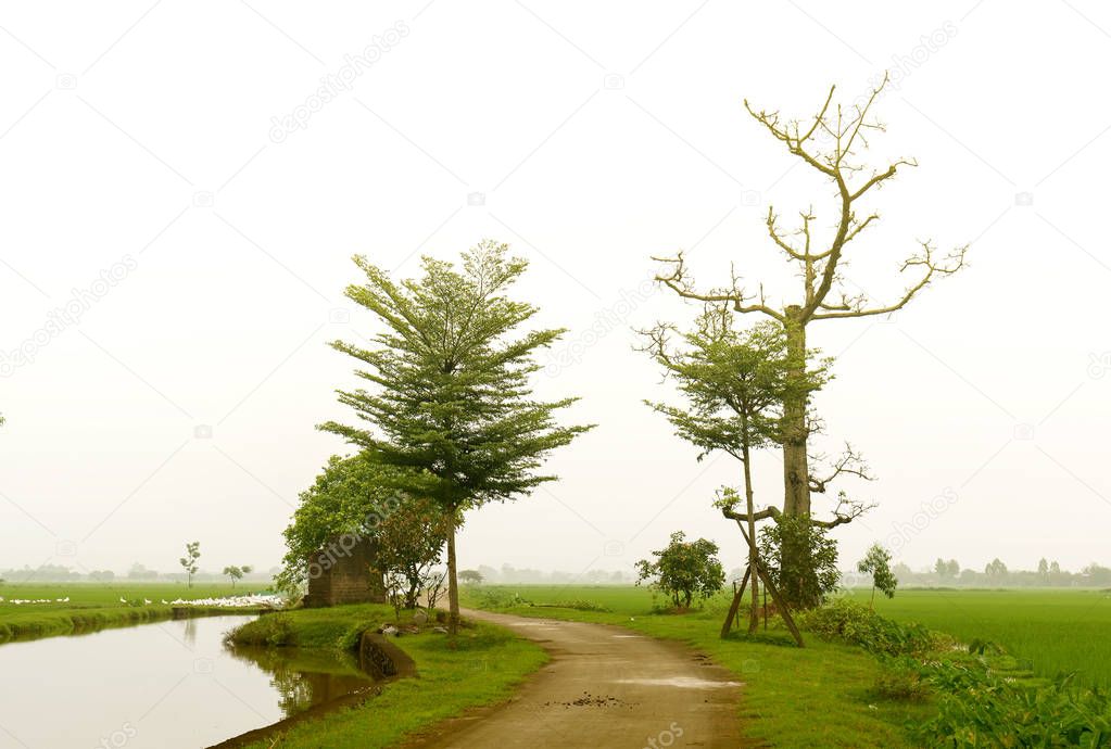 Silhouette Bombax Ceiba tree in rural Vietnam, so beautiful and peaceful