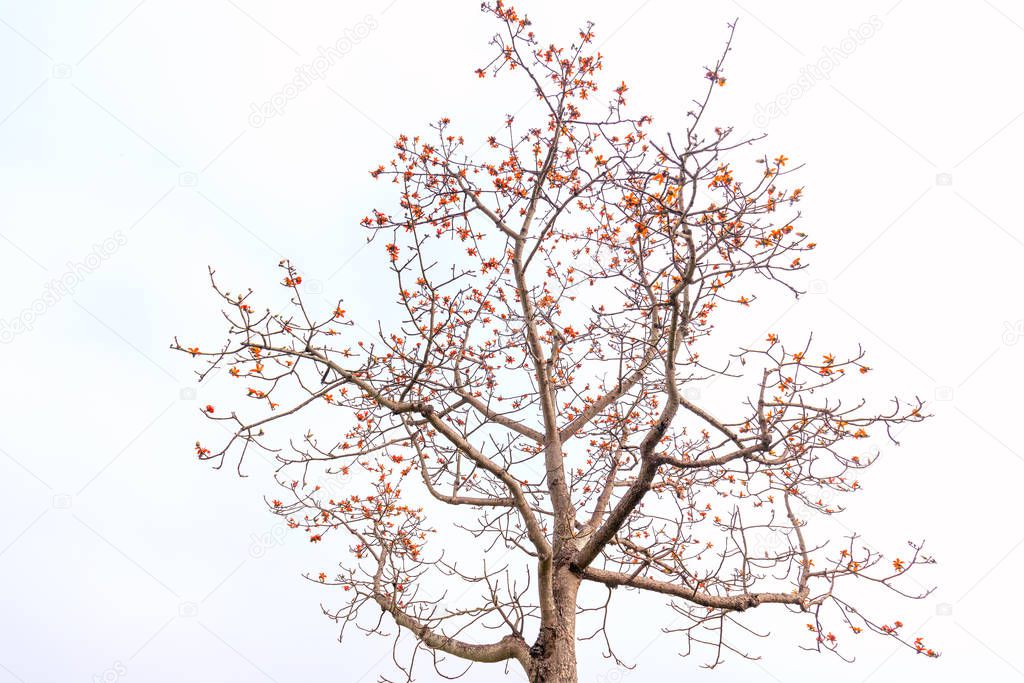 The beautiful Bombax Ceiba flower blooms in spring. This flower works as a medicine to treat inflammation, detoxification, antiseptic, blood circulation is very useful for human health