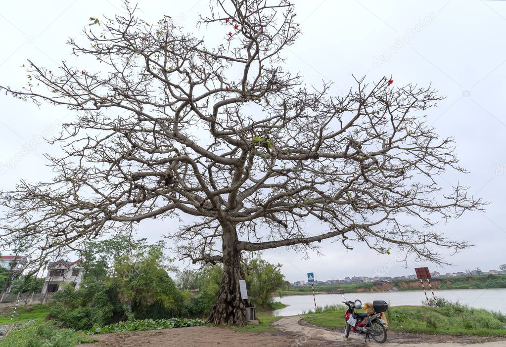 The path to the ancient Bombax ceiba tree with dramatic sky embellishes the beauty of northern Vietnam