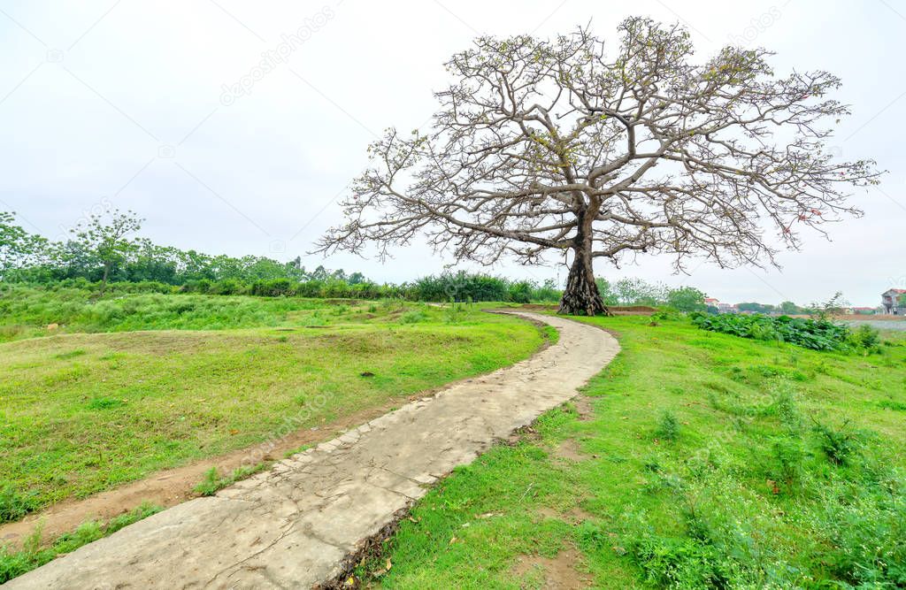 The path to the ancient Bombax ceiba tree with dramatic sky embellishes the beauty of northern Vietnam