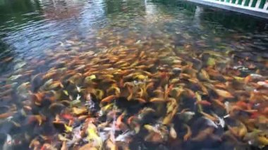 Renkli koi sazan veya fantezi sazan balık grubu havuzda yüzme. Onlar yiyecek için insanlar ne zaman oynarken bir satır suda süzülür, bu ruh dinlenmek için bir yol olarak onları izlemek ilginçti