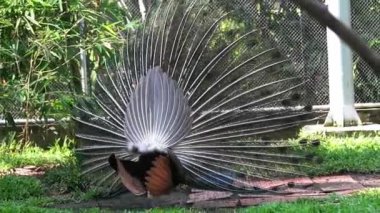 Erkek Tavus kuşu tüyü portresi hayvanat bahçesinde arkadaşları baştan çıkarmak için renkli kanatlar yayılıyor. Bu, doğal dünyada korunması gereken değerli bir kuş.