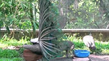 Erkek Tavus kuşu tüyü portresi hayvanat bahçesinde arkadaşları baştan çıkarmak için renkli kanatlar yayılıyor. Bu, doğal dünyada korunması gereken değerli bir kuş.