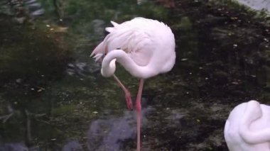 Flamingolar yiyecek bulmak ve hayvanat bahçesinde dinlenmek için bir araya gelirler. Bu, doğal dünyada korunması gereken değerli bir kuş.