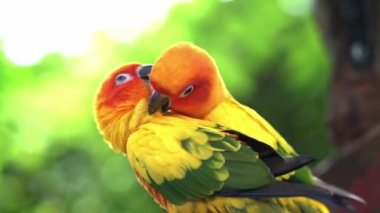 Lovebird papağan birlikte oturan, preening, doğal dünyada komik eylem yiyecek bulmak. Bu kuşlar ormanda yaşar ve evcil hayvanlara evcilleştirilmiştir.