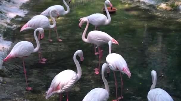 Flamants roses se rassemblent pour trouver de la nourriture et se détendre dans le zoo. C'est un oiseau précieux qui doit être préservé dans le monde naturel 