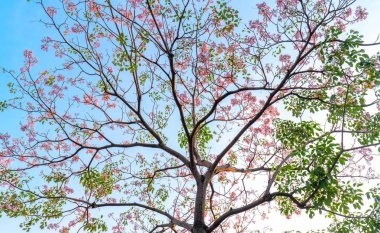 Tabebuia rosea blooming with the background of blue sky. This is a blooming flower in March to May every year, like beautiful small pink trumpets adorned with natural colors. clipart