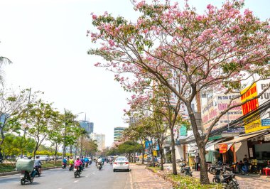 Ho Chi Minh şehir, Vietnam, Mart 15th, 2019: Tabebuia rosea çiçek yol boyunca dikilen ile bulvarı yoğun trafik şehir büyüyen kentsel peyzaj süslüyor Ho Chi Minh şehir, Vietnam