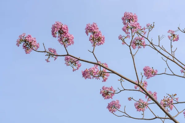 Tabebuia Rosea Floraison Avec Fond Ciel Bleu Est Une Fleur — Photo