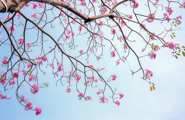 青空を背景に咲くタベブアイア ローズ 毎年3月から5月にかけて咲く花で 自然の色で飾られた美しい小さなピンクのトランペットのように — ストック写真