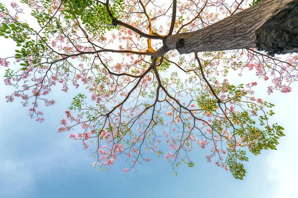 Tabebuia Rosea Blommar Med Bakgrunden Blå Himmel Detta Blommande Blomma — Stockfoto