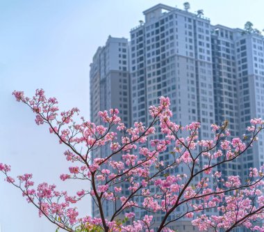 Ho Chi Minh city, Vietnam, 16 Mart 2019: Ho Chi Minh City, Vietnam'daki gökdelenlerin veya apartmanların arka plan siluetine sahip Tabebuia rosea veya pembe çiçekli trompet