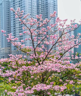 Ho Chi Minh city, Vietnam, 16 Mart 2019: Ho Chi Minh City, Vietnam'daki gökdelenlerin veya apartmanların arka plan siluetine sahip Tabebuia rosea veya pembe çiçekli trompet