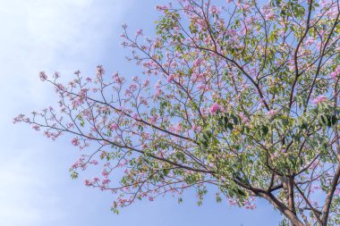 Tabebuia rosea veya pembe trompet çiçeklenme. Bu her yıl Mart-Mayıs aylarında çiçek açan bir çiçek, doğal renklerle süslenmiş güzel küçük pembe trompet gibi.