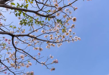 Tabebuia rosea veya pembe trompet çiçeklenme. Bu her yıl Mart-Mayıs aylarında çiçek açan bir çiçek, doğal renklerle süslenmiş güzel küçük pembe trompet gibi.