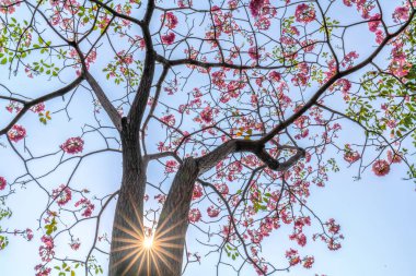 Tabebuia rosea veya pembe trompet güneş yıldız arka plan ile çiçeklenme. Bu çiçekler her yıl Mart-Mayıs aylarında çiçek açtı, doğal renklerle süslenmiş güzel küçük pembe trompetler gibi.