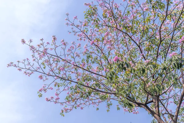 タベブアイア ローザやピンクのトランペットが咲く 毎年3月から5月にかけて咲く花で 自然の色で飾られた美しい小さなピンクのトランペットのように — ストック写真
