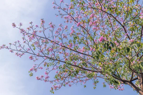 タベブアイア ローザやピンクのトランペットが咲く 毎年3月から5月にかけて咲く花で 自然の色で飾られた美しい小さなピンクのトランペットのように — ストック写真