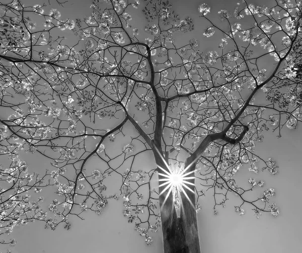 Tabebuia Rosea Trompeta Rosa Floreciendo Con Fondo Las Estrellas Del — Foto de Stock