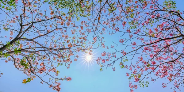 太陽の星を背景に咲くタベブアイアローザやピンクのトランペット この花は毎年3月から5月にかけて咲き 自然の色で飾られた美しい小さなピンクのトランペットのように咲きました — ストック写真