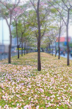 Ho Chi Minh şehir, Vietnam, Mart 15th, 2019: Tabebuia rosea çiçekleri yeşil çim, trafik arka plan üzerine düşmek. Bu çiçek Ho Chi Minh şehir, Vietnam gelişmekte olan şehirde cadde boyunca dikilir