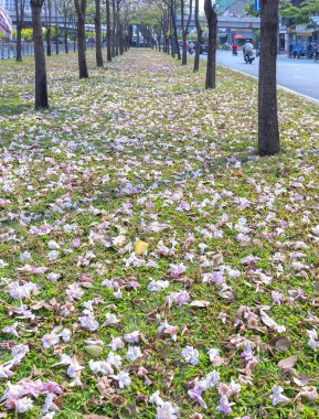 Ho Chi Minh şehir, Vietnam, Mart 15th, 2019: Tabebuia rosea çiçekleri yeşil çim, trafik arka plan üzerine düşmek. Bu çiçek Ho Chi Minh şehir, Vietnam gelişmekte olan şehirde cadde boyunca dikilir