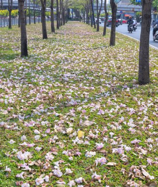 Ho Chi Minh şehir, Vietnam, Mart 15th, 2019: Tabebuia rosea çiçekleri yeşil çim, trafik arka plan üzerine düşmek. Bu çiçek Ho Chi Minh şehir, Vietnam gelişmekte olan şehirde cadde boyunca dikilir