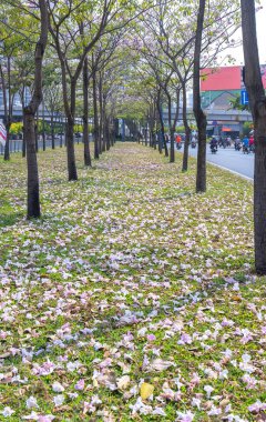 Ho Chi Minh şehir, Vietnam, Mart 15th, 2019: Tabebuia rosea çiçekleri yeşil çim, trafik arka plan üzerine düşmek. Bu çiçek Ho Chi Minh şehir, Vietnam gelişmekte olan şehirde cadde boyunca dikilir