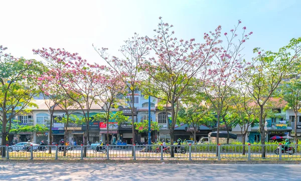Ho Chi Minh city, Vietnam, 16 Mart 2019: Tabebuia rosea ağaçları nın çiçek açması cadde boyunca yetiştirilir, Ho Chi Minh City, Vietnam'da doğayla daha yakından süsler.