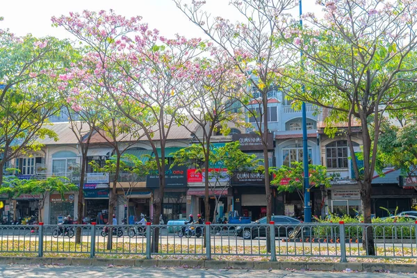 Chi Minh City Vietnam Marzo 2019 Tabebuia Rosea Trees Bloom —  Fotos de Stock